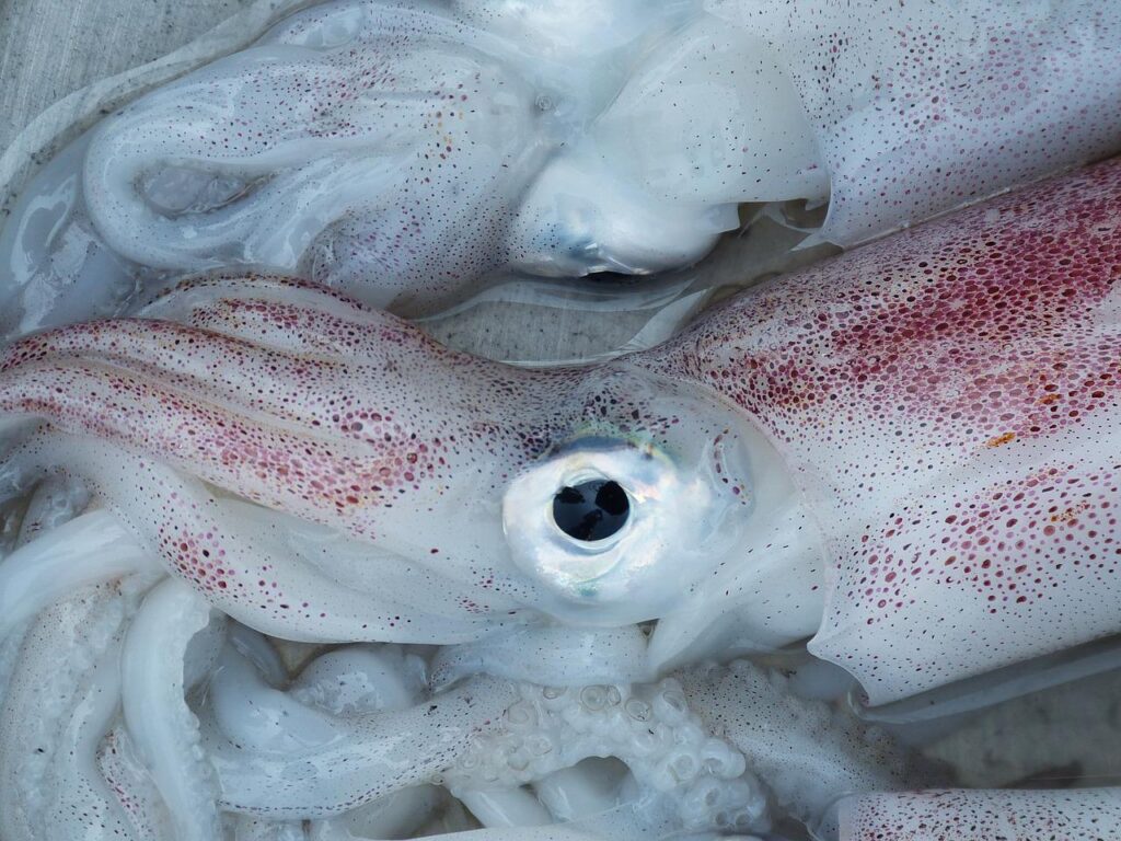 squid, octopus, eye-1261432.jpg