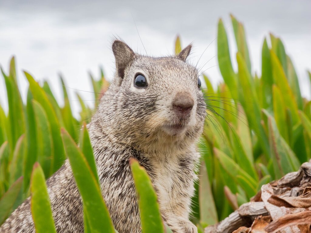 squirrel, animal, mammal-3786845.jpg