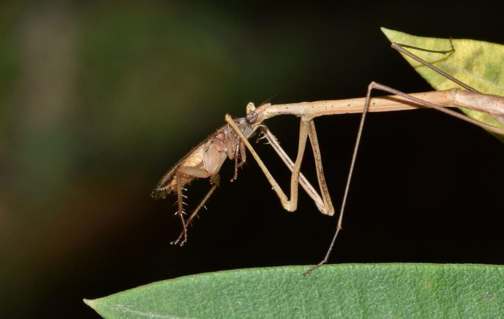 stick insect, walking stick, insect-1599194.jpg