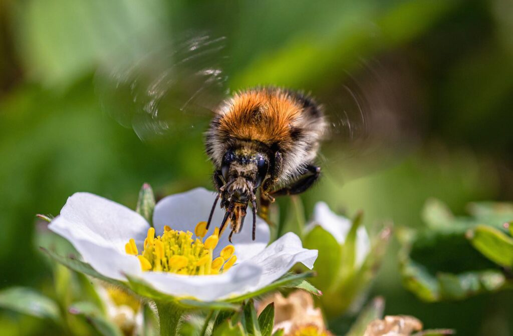 strawberry flower, bee, pollinate-4224954.jpg