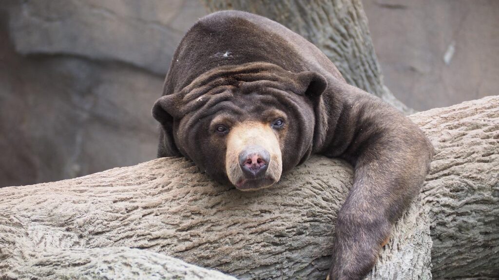 sun bear, bear, sun-1421786.jpg