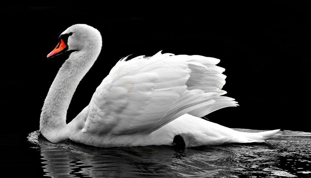 swan, water, white-2107052.jpg