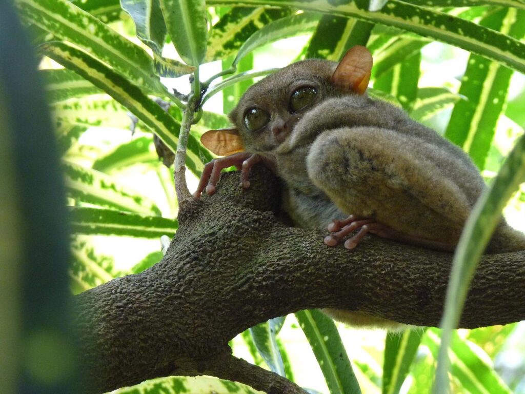 tarsier, yoda, gollum-2438262.jpg