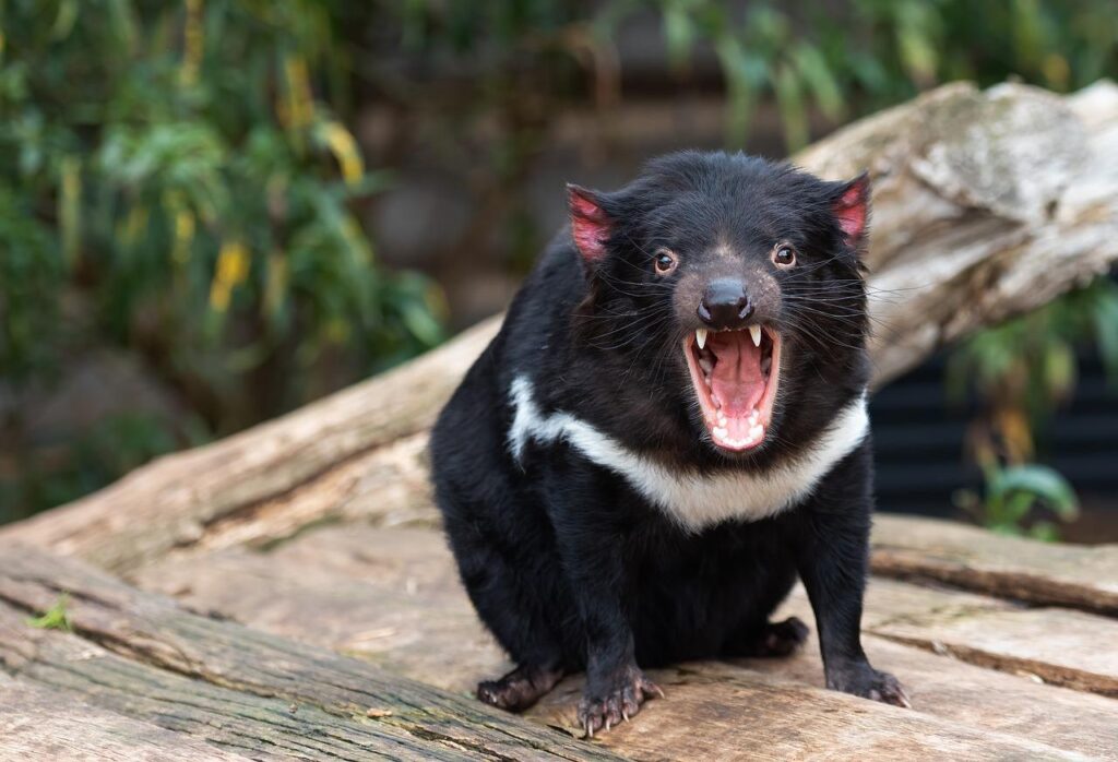 tasmanian devil, marsupial, animal-6493400.jpg