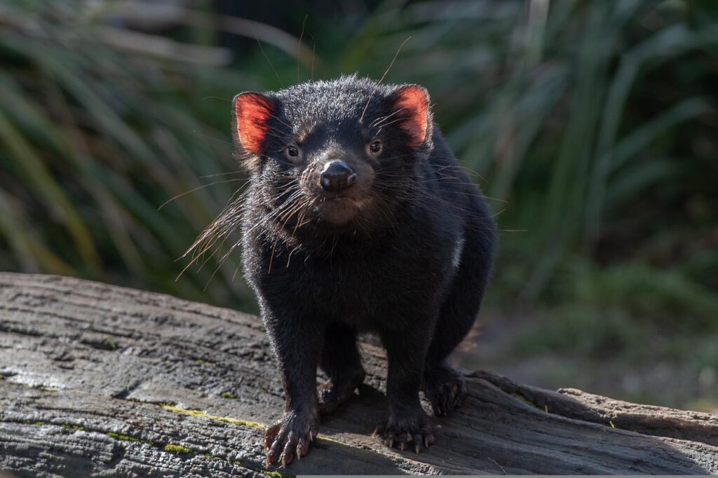 tasmanian devil, marsupial, wildlife-6479685.jpg