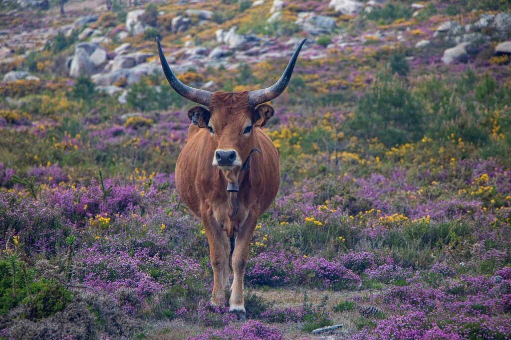 texas longhorn, meadow, flowers-4216645.jpg