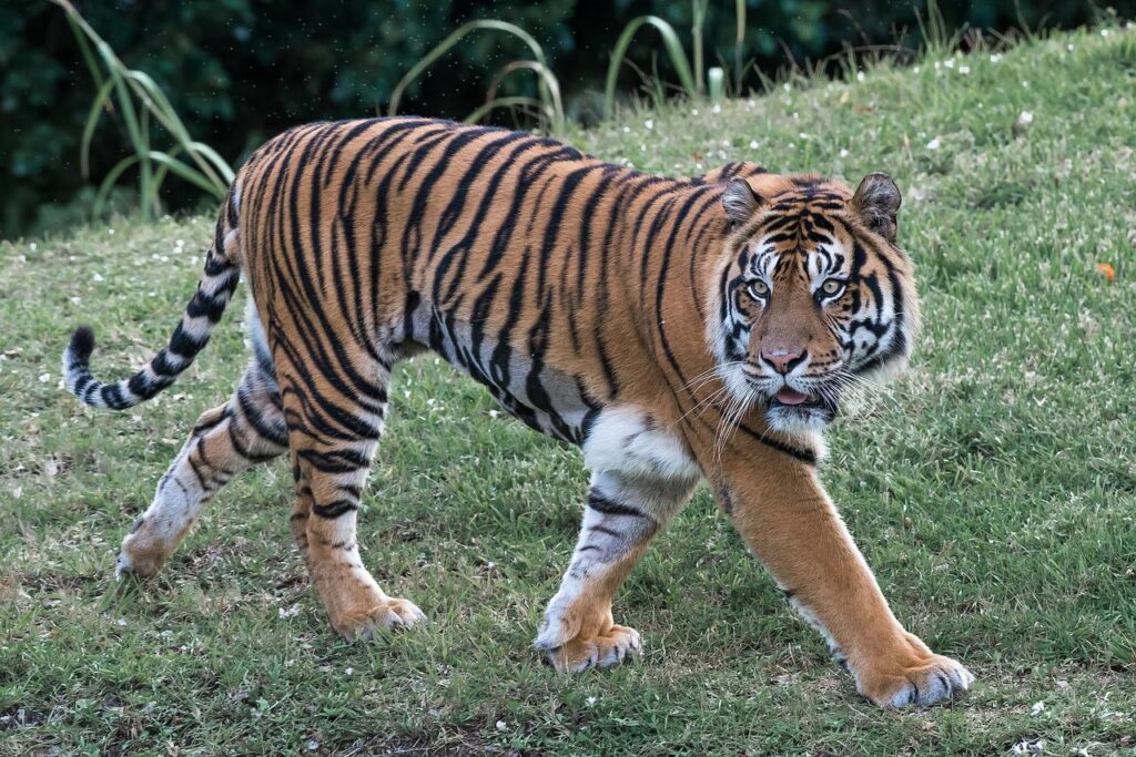 tiger, cat, predator-1826073.jpg