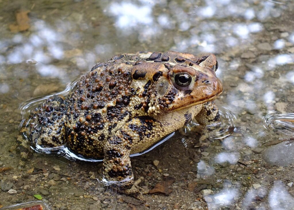 toad, brown, speckled-991876.jpg