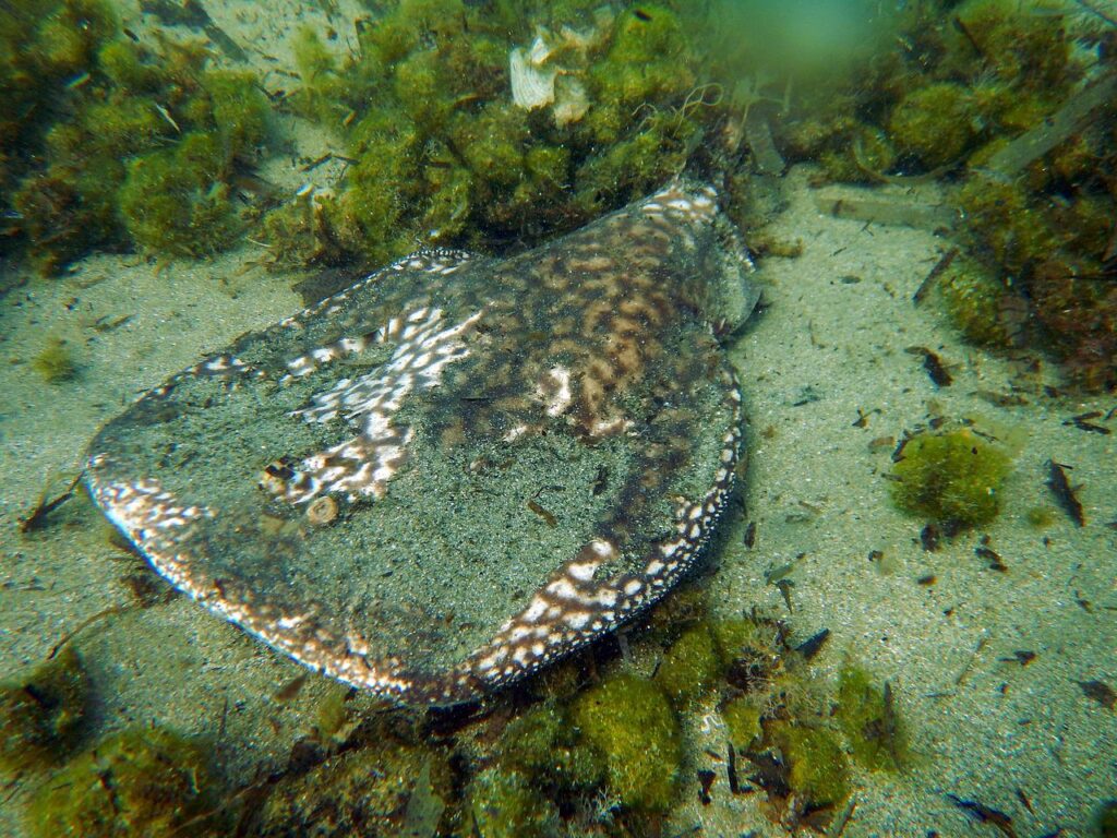 torpedo marmarota, marbled electric ray, stingray-2408697.jpg