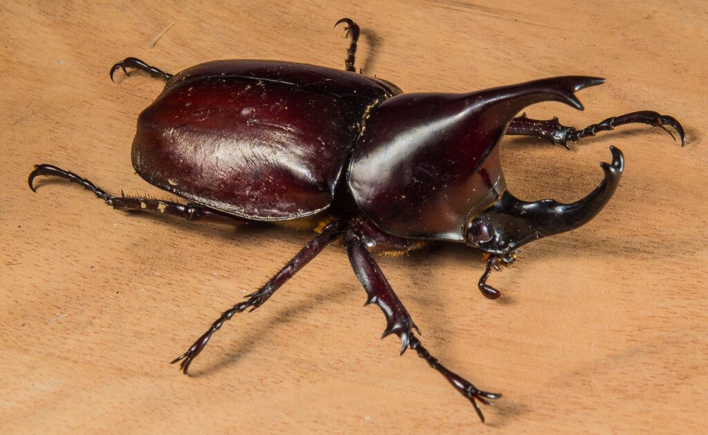 tropical beetles, rhinoceros beetle, riesenkaefer-195887.jpg