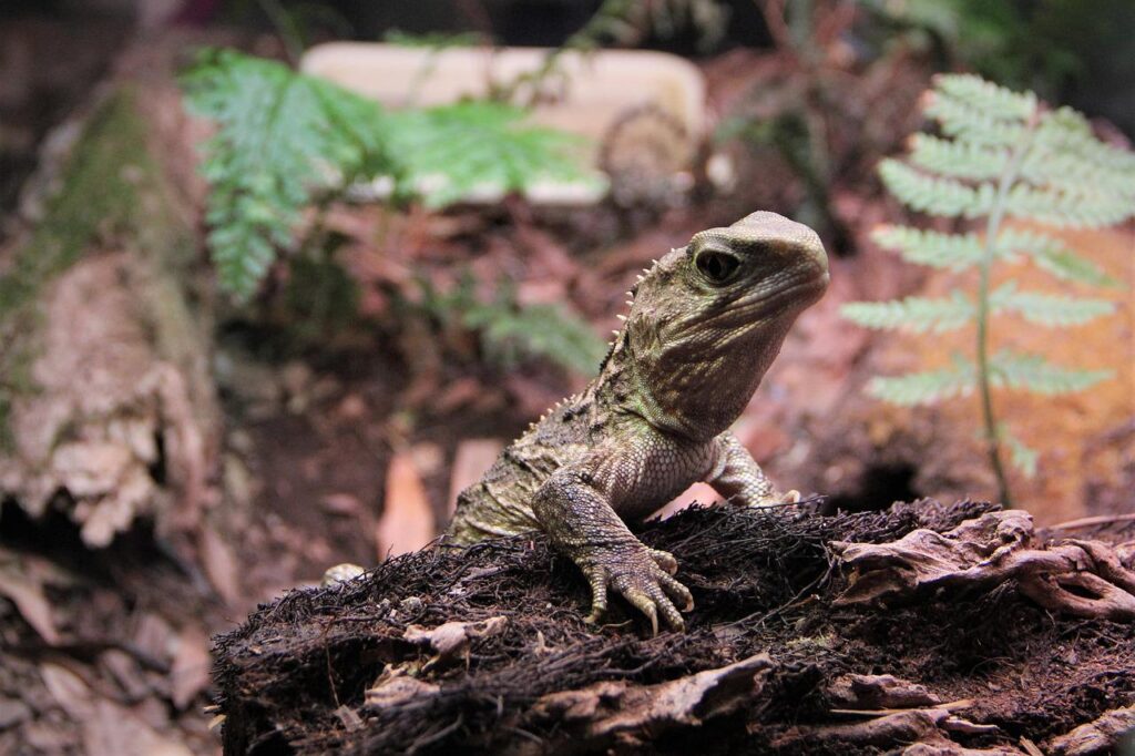 tuatara, reptile, scales-4509729.jpg