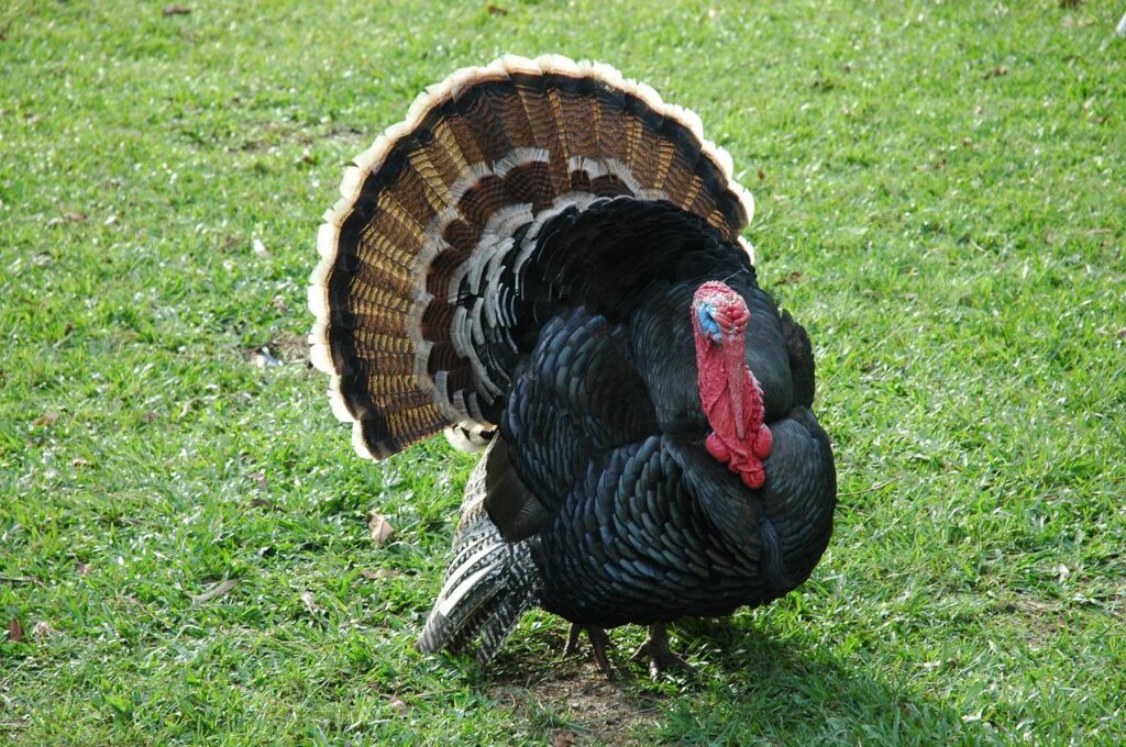 turkey, farm, australia-2355465.jpg