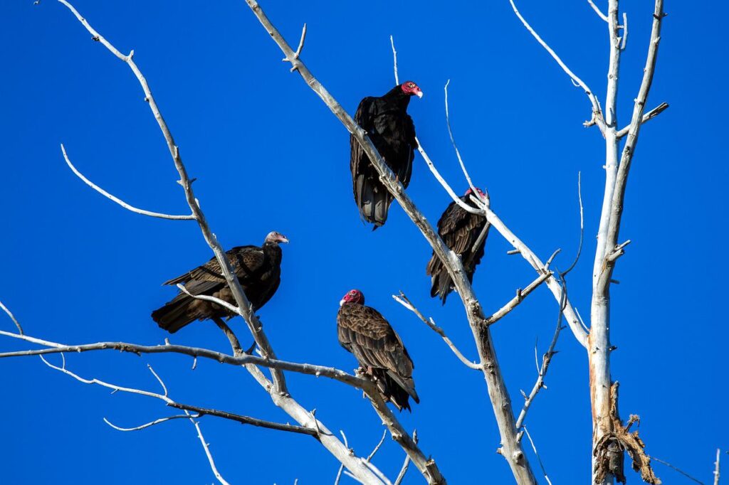 turkey vulture, raptor, scavenger-1777860.jpg