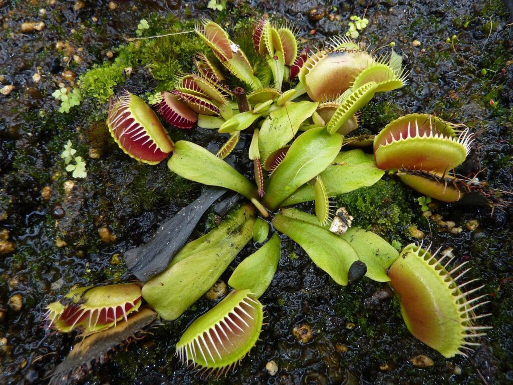 venus fly trap, carnivorous, plant-962575.jpg