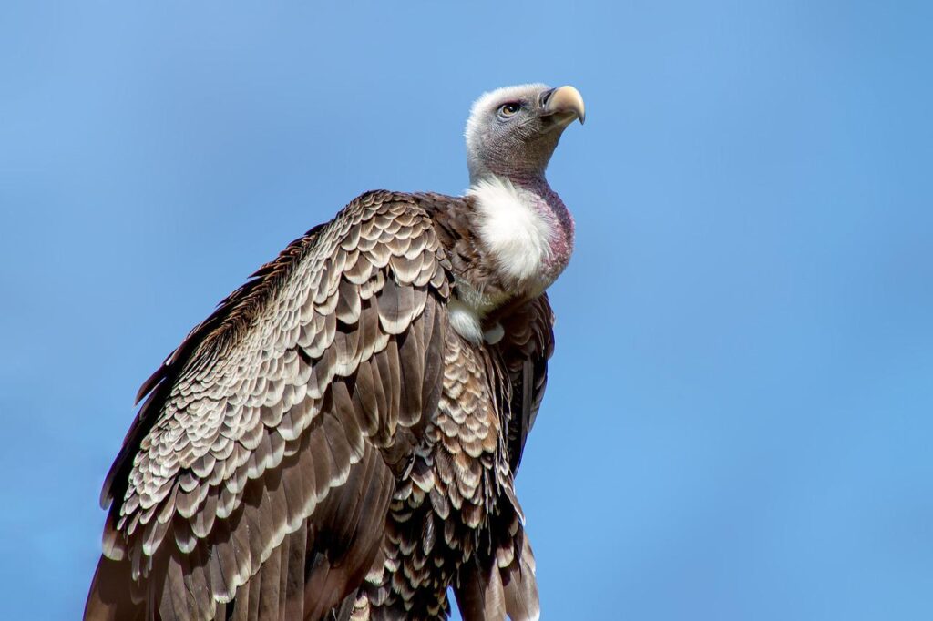 vulture, bird, wildlife-3329814.jpg