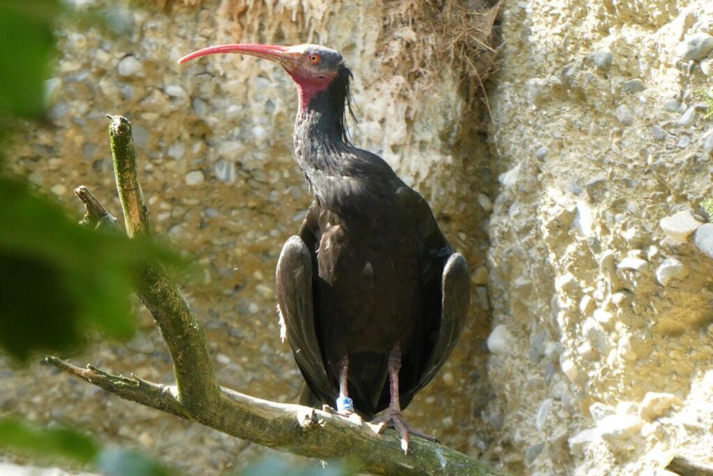 waldrapp, the northern bald ibis, the black ibis-4815217.jpg
