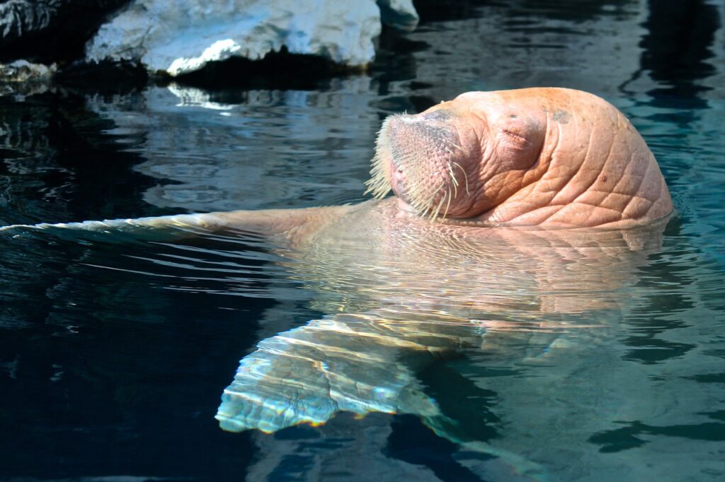 walrus, sea world, san diego-74080.jpg