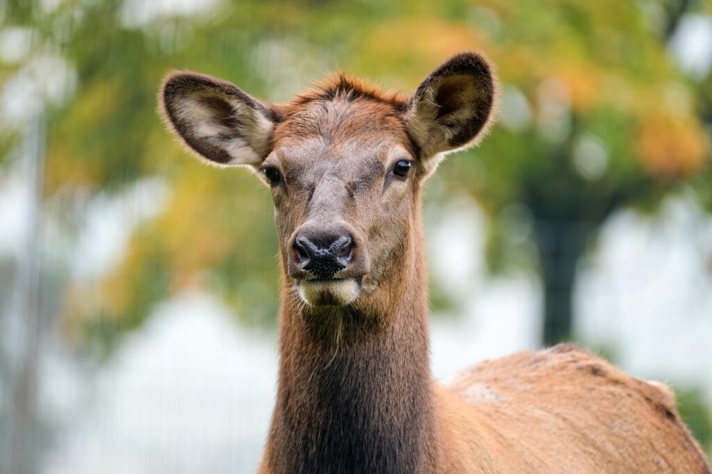 wapiti, deer, head-5778159.jpg