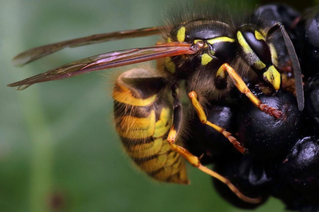 wasp, autumn, sting-4571372.jpg