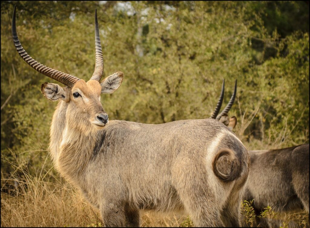 waterbuck, close, curl-2801456.jpg