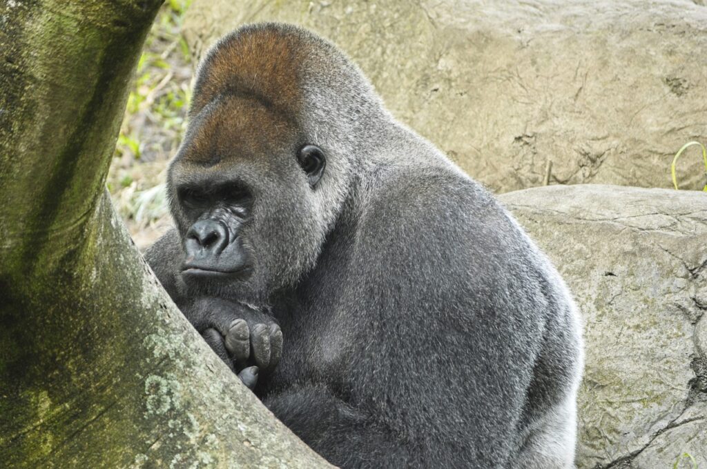 western lowland gorilla, ape, primate-4076216.jpg