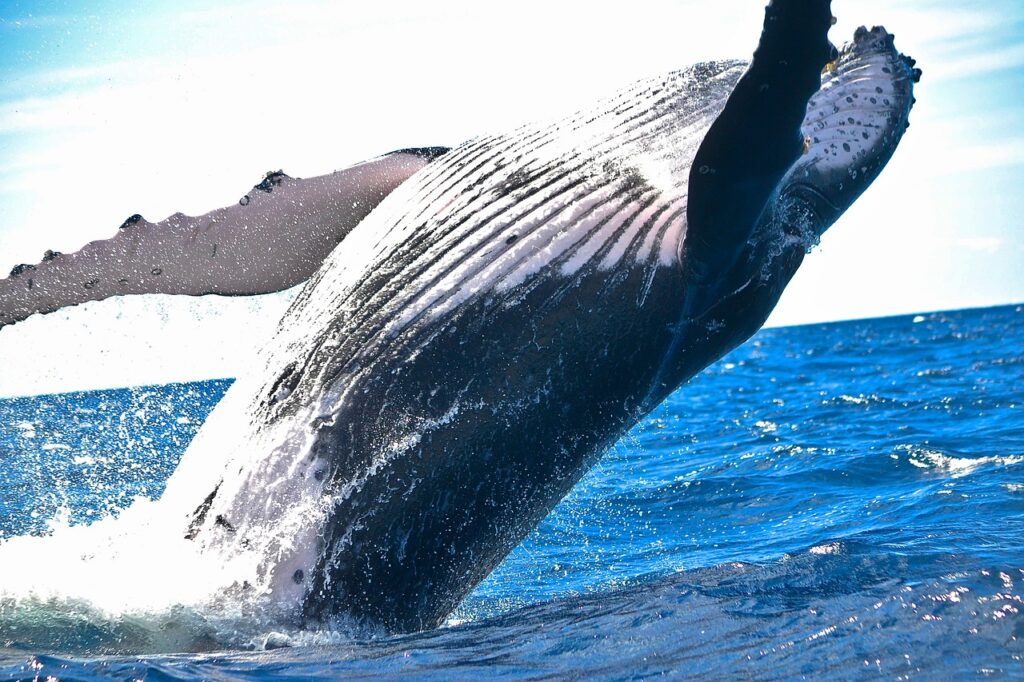 whale, mammal, animal-1850235.jpg