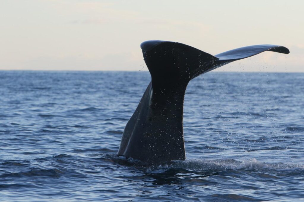whale, sperm whale, dive-2843016.jpg