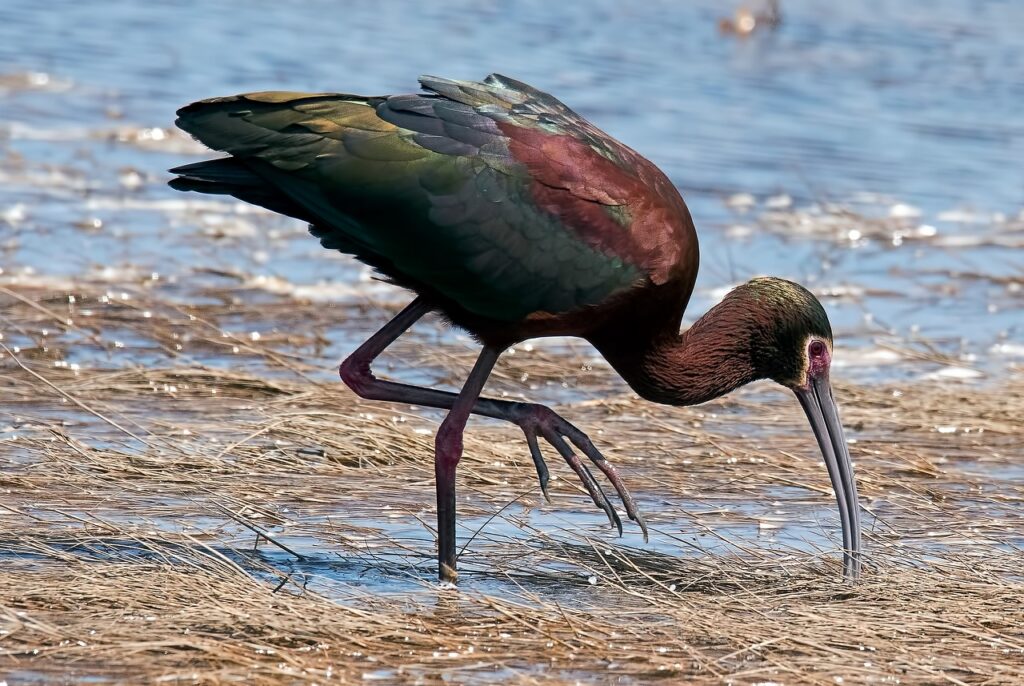 white-faced ibis, bird, animal-7062288.jpg