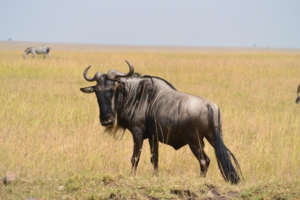 wildebeest, wild, wildlife-322089.jpg