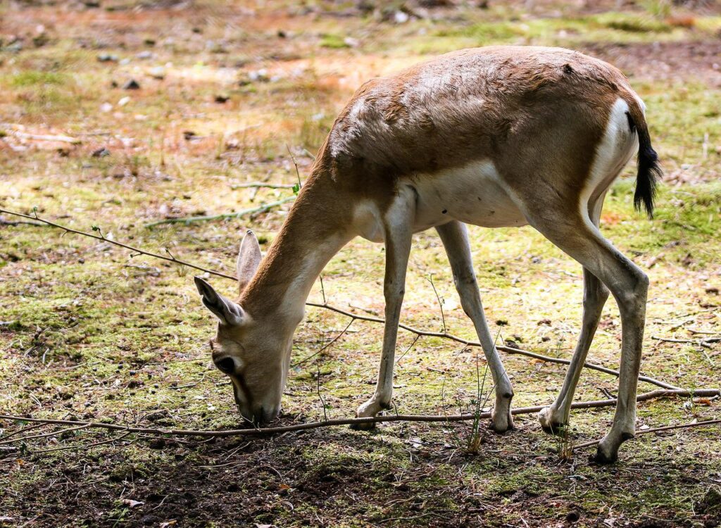 wildlife, gazelle, goiter gazelle-3541761.jpg