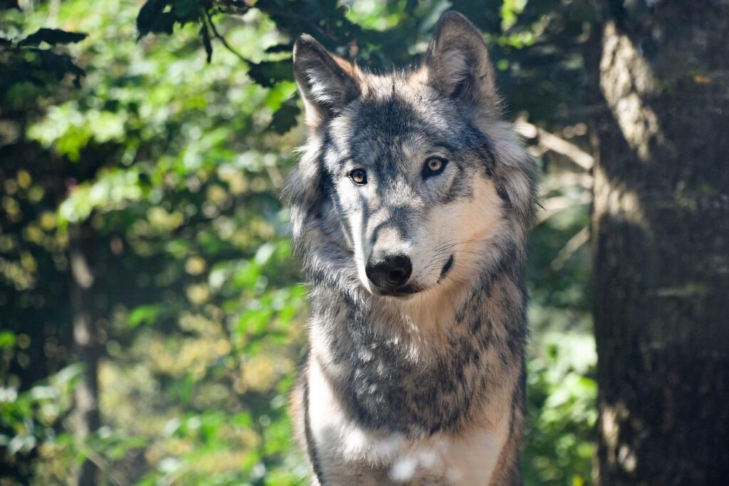 wolf, predator, grey-2782616.jpg