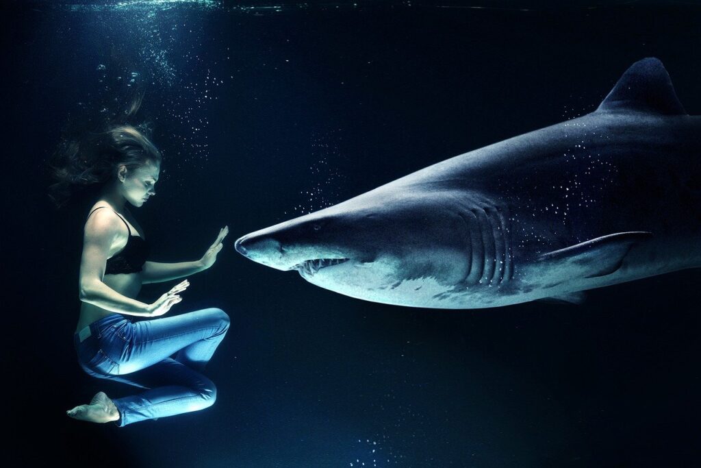 woman, shark, great white shark-2435605.jpg
