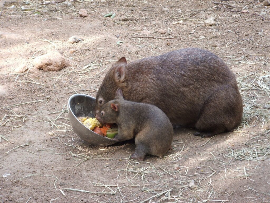 wombat, animal, cute-250858.jpg