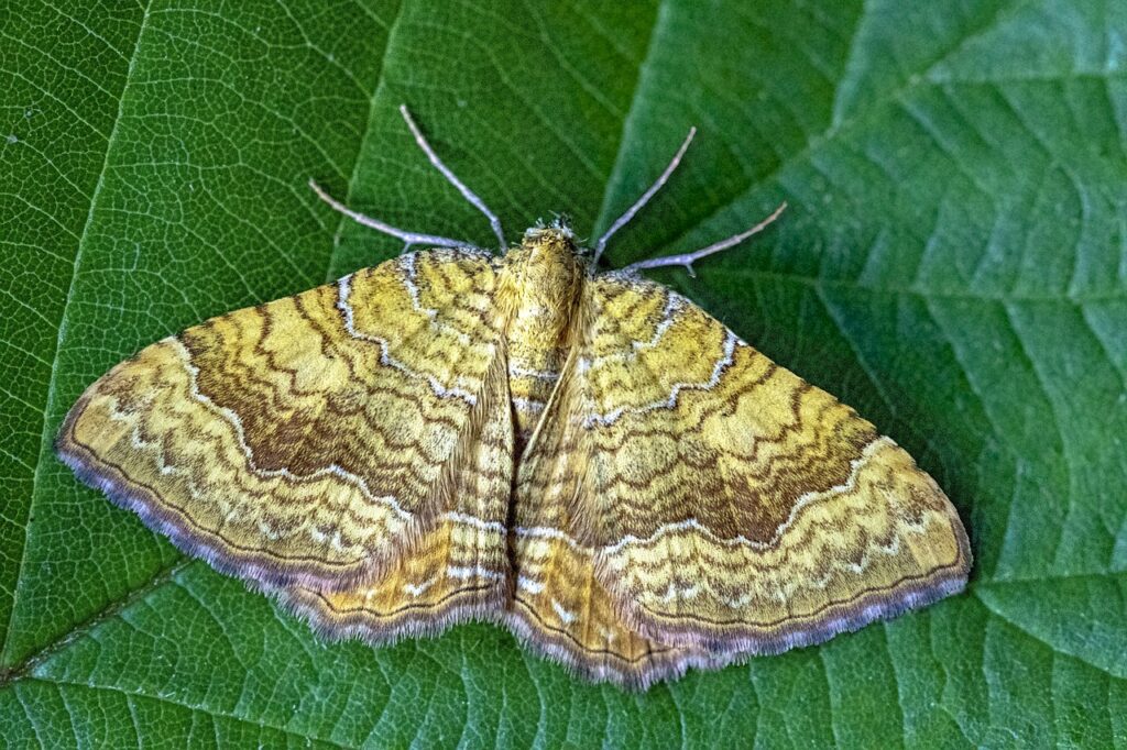 yellow- shell, moth, wings-4029763.jpg