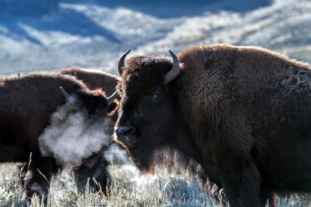 yellowstone national park, wyoming, usa-1760527.jpg