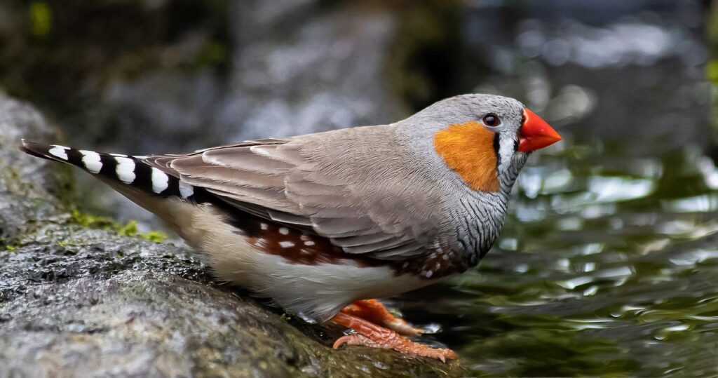 zebra finch, bird, animal-4287459.jpg