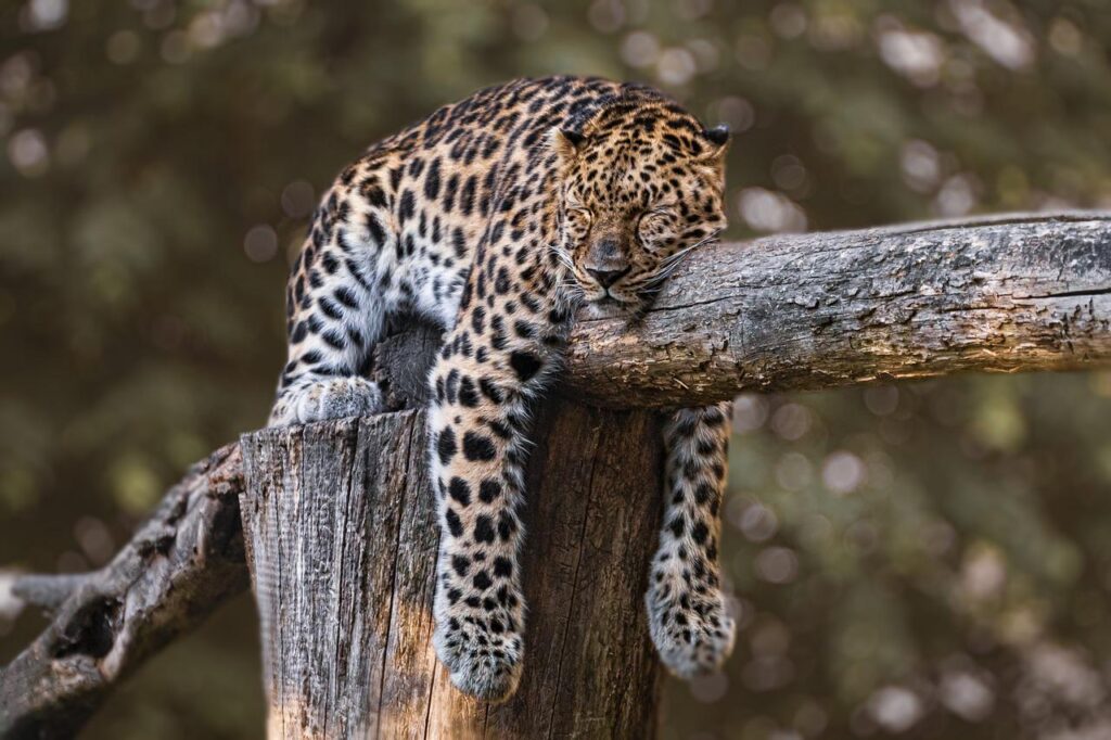 zoo, jaguar, animal-4508682.jpg