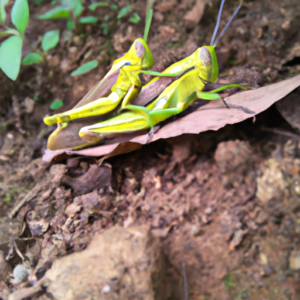 Are Animals Asexual - Animallot