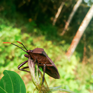 Animals That Only Eat Plants - Animallot